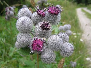 Bioinspired design:  the prickly heads of these burdock plants (called burrs) are noted for easily catching on to fur and clothing -- and were the inspiration for Velcro (image courtesy Wikipedia).